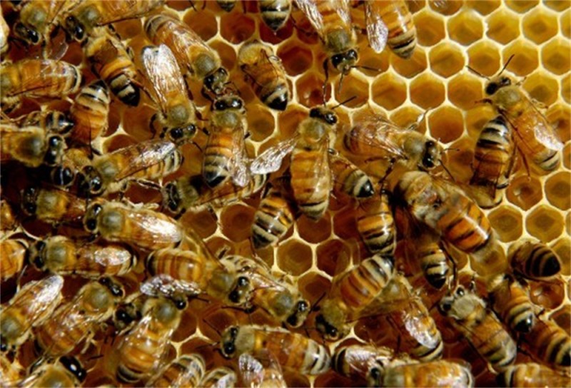 Oorzaak bijensterfte bewezen
